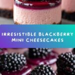 Blackberry Mini Cheesecakes Recipe